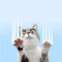 Ce chat griffe votre �cran