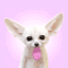 Ce chien rigolo lave votre �cran!