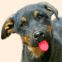 Le chien nettoyeur d'�cran