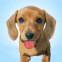 Petit chiot bavouille sur l'�cran