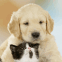 B�b� labrador et chaton amoureux
