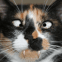 Attention, chat m�chant!